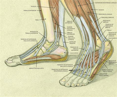 photo of foot|picture of inside foot.